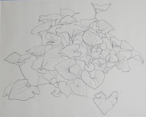 Untitled Begonias